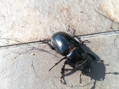 Lucanus barbarossa