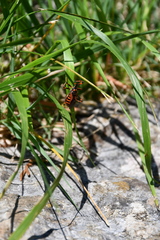Rhynocoris rubricus