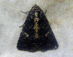Condica dolorosa
