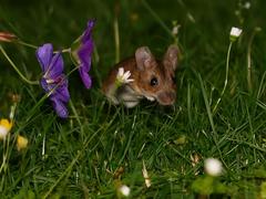 Apodemus flavicollis