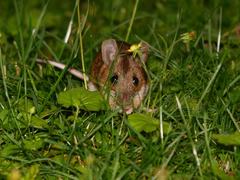 Apodemus flavicollis