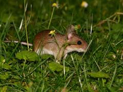 Apodemus flavicollis