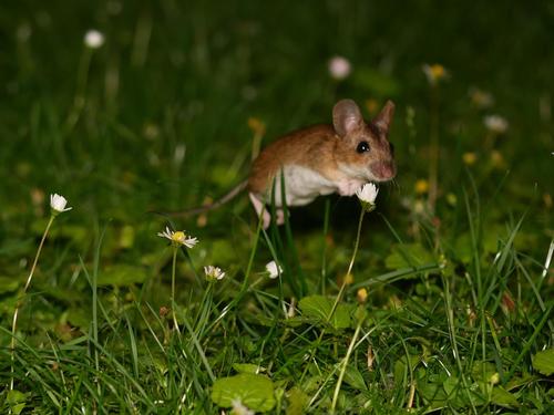 Yellow-necked Field Mouse