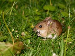 Apodemus flavicollis
