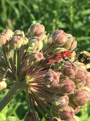 Tetraopes tetrophthalmus