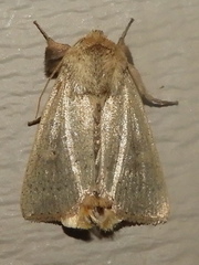 Leucania pseudargyria