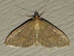 Anania mysippusalis