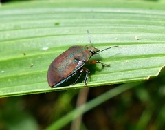 Coptochilus lentiginosus