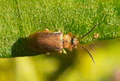 Neogalerucella