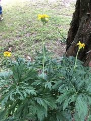 Ligularia japonica