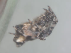 Cyclosa insulana