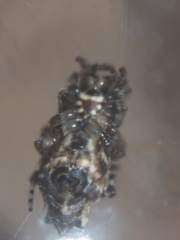 Cyclosa insulana