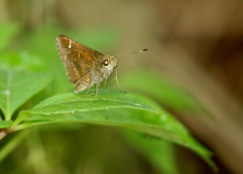 Clouded Skipper, Sandalwood Mobile Home Park, Florida, United States, photo 5 of 10