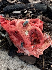 Clathrus