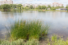 Schoenoplectus lacustris