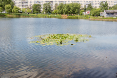 Nymphaea