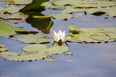 Nymphaea