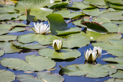 Nymphaea