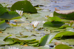 Nymphaea