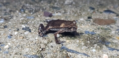 Bufo stejnegeri
