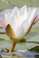 Nymphaea