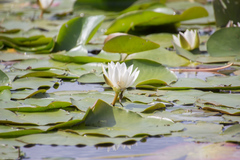 Nymphaea