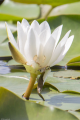 Nymphaea