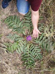 Cynara tournefortii