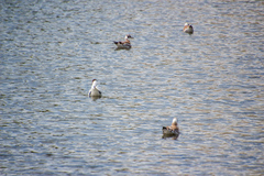 Chroicocephalus ridibundus