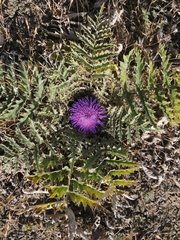 Cynara tournefortii