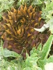 Cynara tournefortii