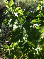 Physocarpus opulifolius