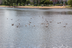 Chroicocephalus ridibundus