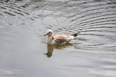 Chroicocephalus ridibundus