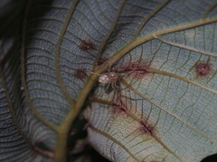 Chrysso lingchuanensis