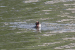Podiceps auritus
