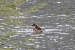 Podiceps auritus