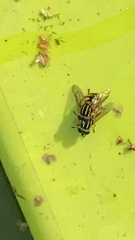 Helophilus pendulus