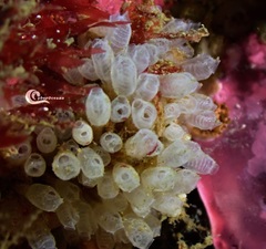Pycnoclavella