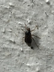 Deraeocoris flavilinea