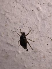Deraeocoris flavilinea