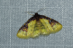 Syngatha latiflavaria