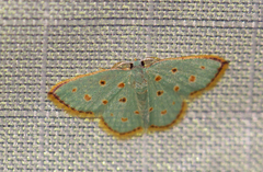 Comostolopsis stillata