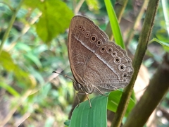 Mycalesis janardana
