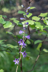 Delphinium crassifolium