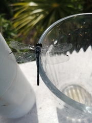 Erythrodiplax berenice