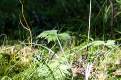 Delphinium crassifolium