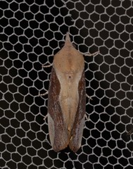 Hypocala guttiventris