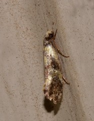 Monopis chrysogramma