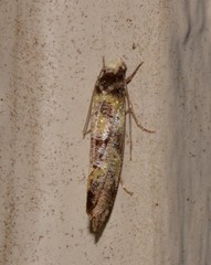 Monopis chrysogramma